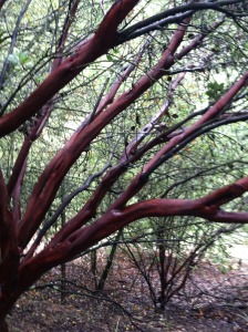 Manzanita along Turtle Creek 